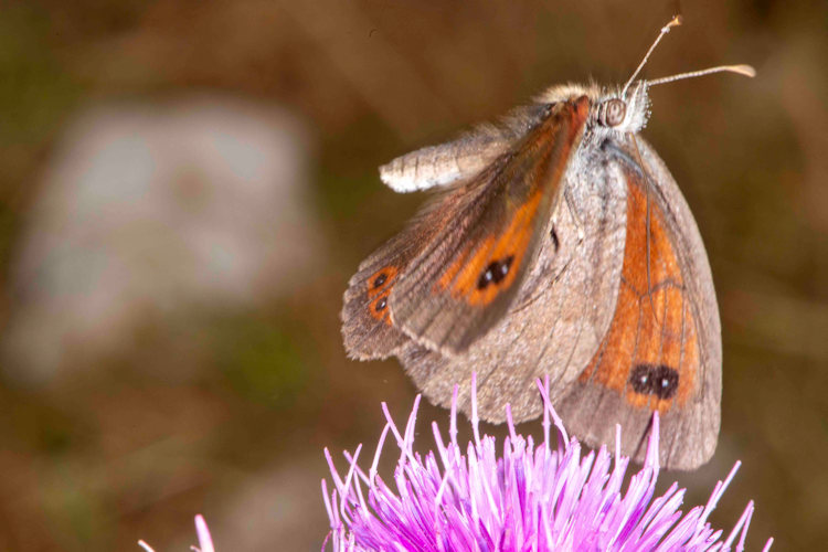 Erebia ottomana: Bild 1