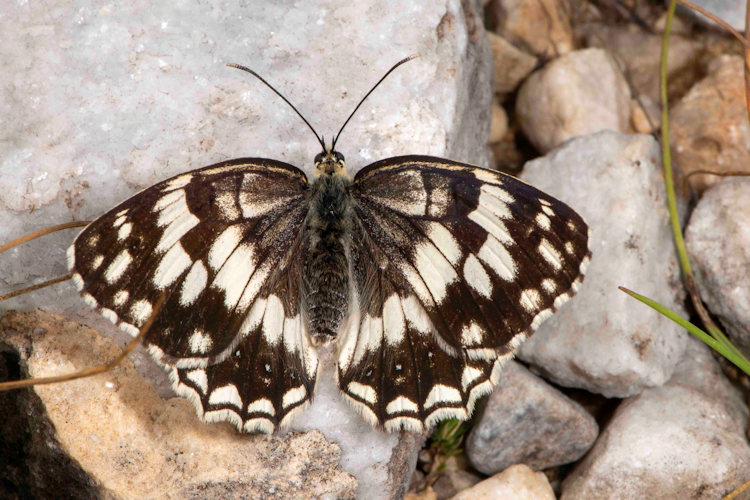 Melanargia larissa: Bild 8