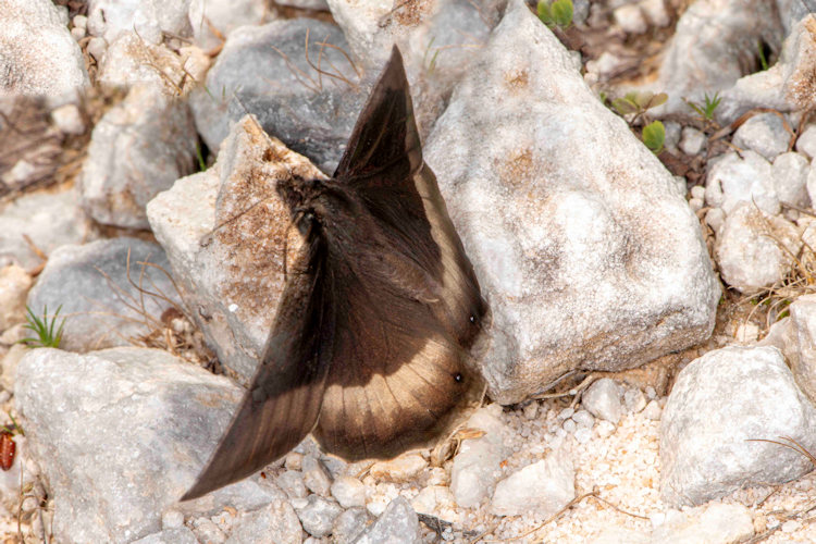 Hipparchia syriaca: Bild 1