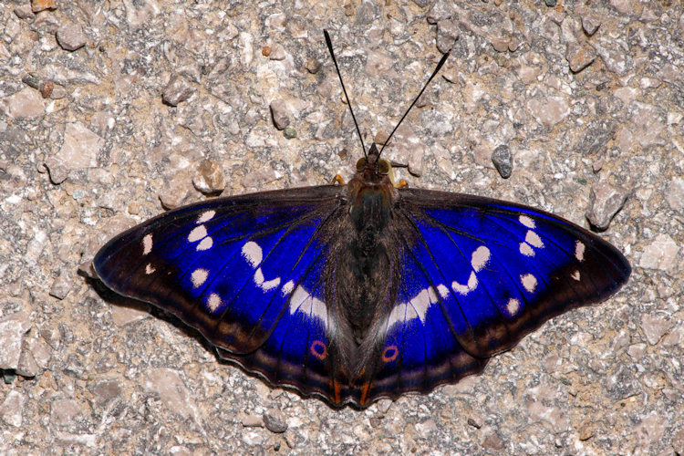 Apatura iris: Bild 4