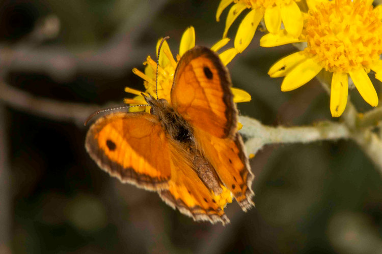 Coenonympha thyrsis: Bild 1