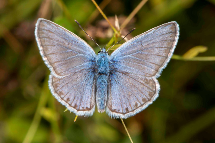 Polyommatus eros eroides: Bild 3