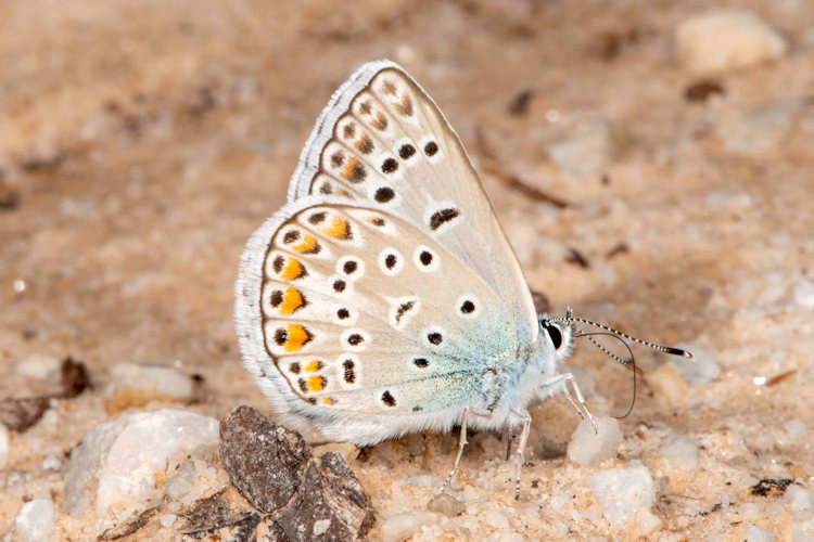 Polyommatus eros eroides: Bild 5