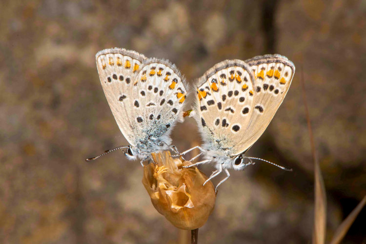 Kretania eurypilus: Bild 20
