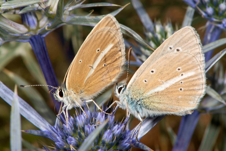 Polyommatus damon: Bild 32