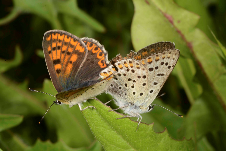 Lycaena tityrus: Bild 40
