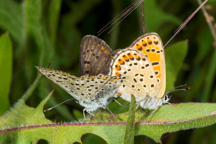 Lycaena tityrus: Bild 41