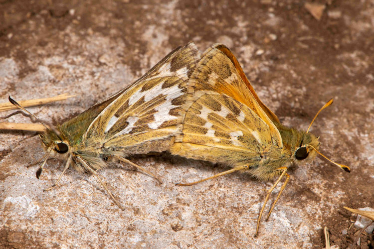 Hesperia comma: Bild 9