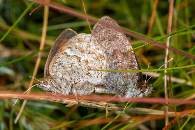 Erebia arvernensis: Bild 10