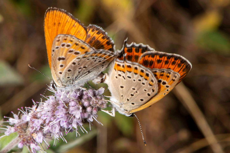 Lycaena thersamon: Bild 16