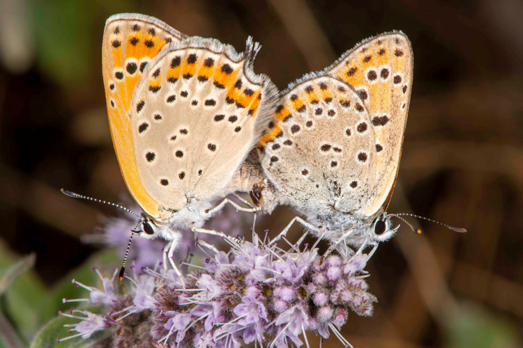 Lycaena thersamon: Bild 17