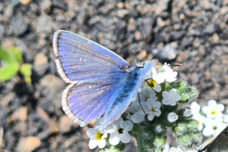 Polyommatus celina: Bild 6