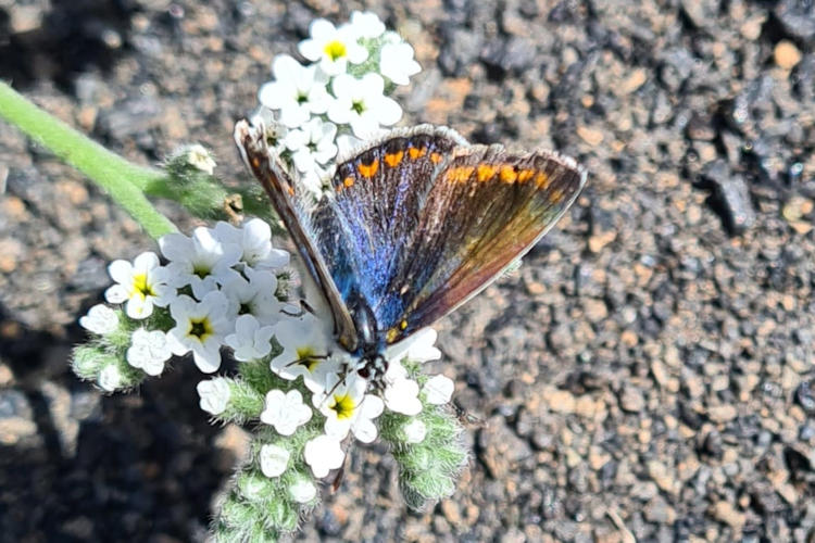 Polyommatus celina: Bild 8