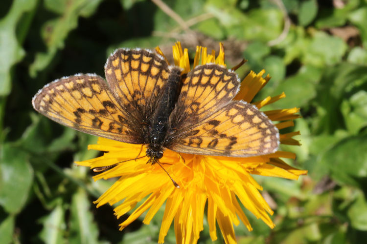 Melitaea parthenoides: Bild 11