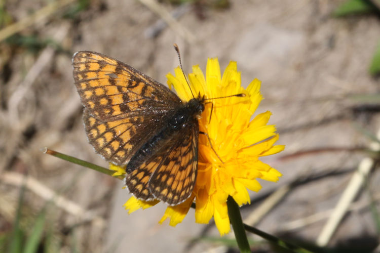 Melitaea parthenoides: Bild 9