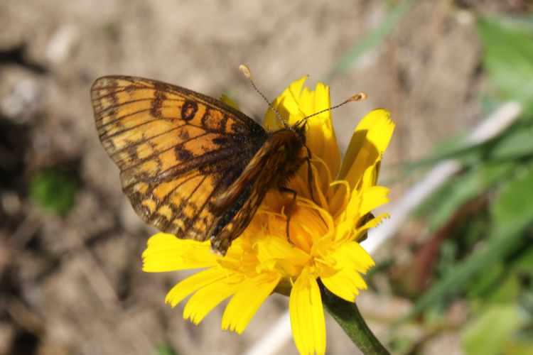 Melitaea parthenoides: Bild 10