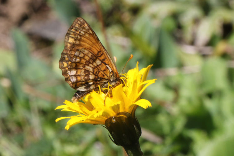 Melitaea parthenoides: Bild 20