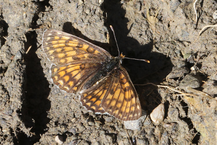 Melitaea parthenoides: Bild 17