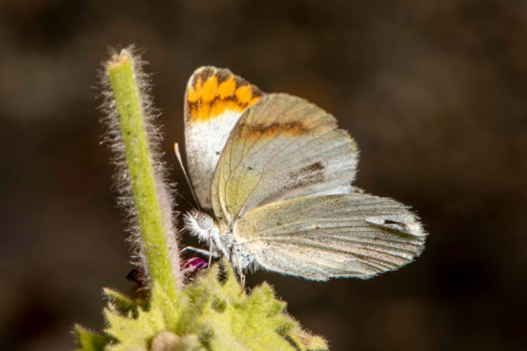 Colotis evagore: Bild 9