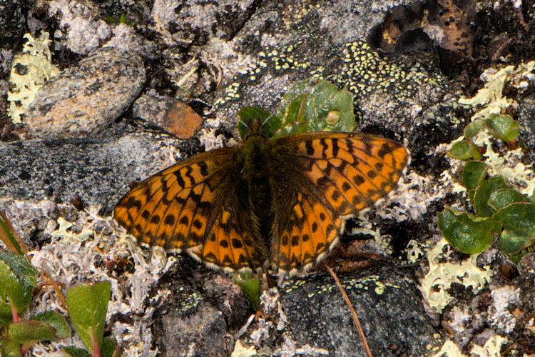 Boloria chariclea: Bild 2