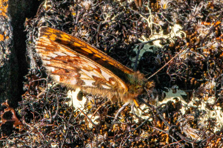 Boloria chariclea: Bild 4