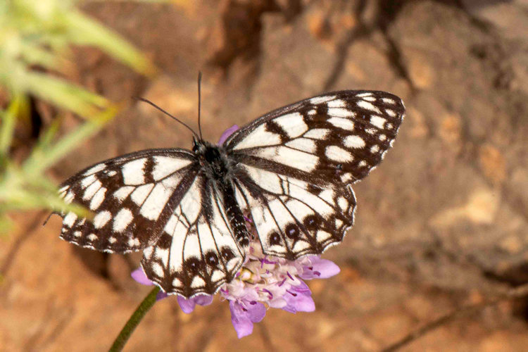 Melanargia ines: Bild 2