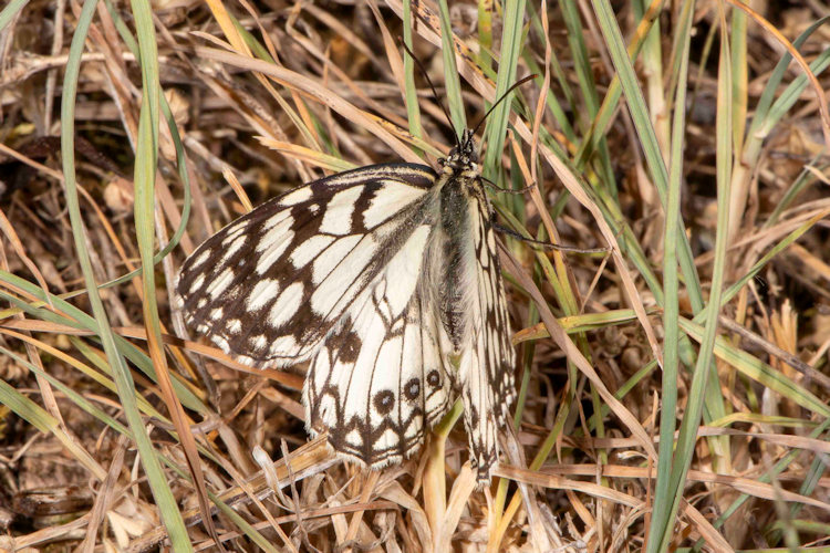 Melanargia ines: Bild 3