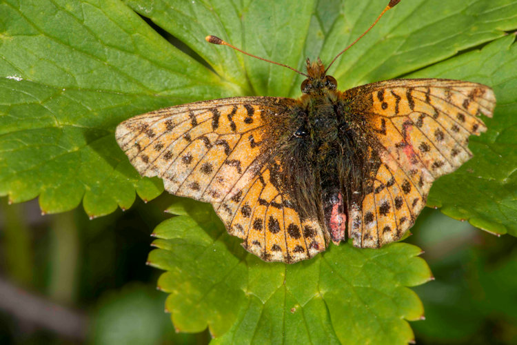 Boloria napaea: Bild 4