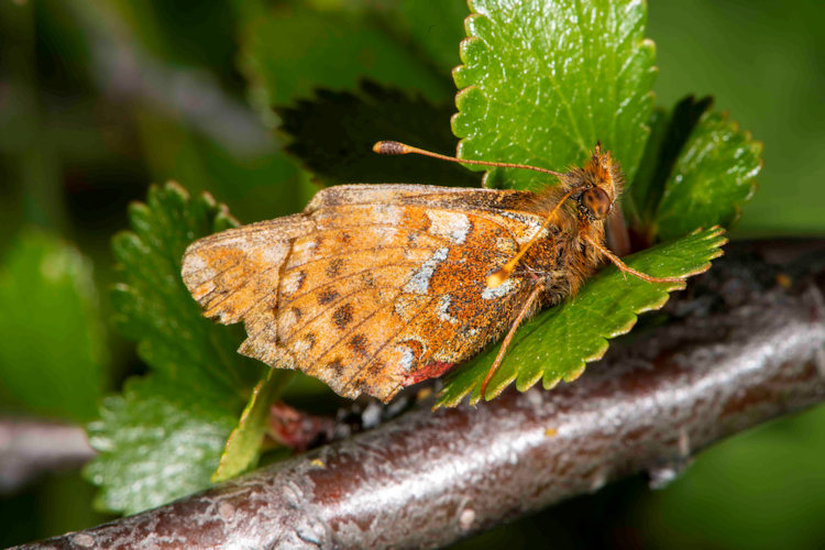 Boloria napaea: Bild 13