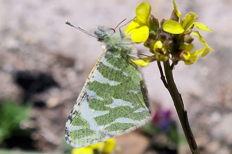 Euchloe grancanariensis: Bild 3