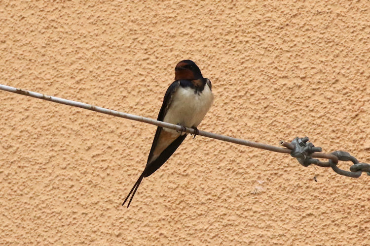 Hirundo rustica: Bild 2