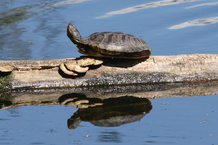 Trachemys scripta: Bild 4