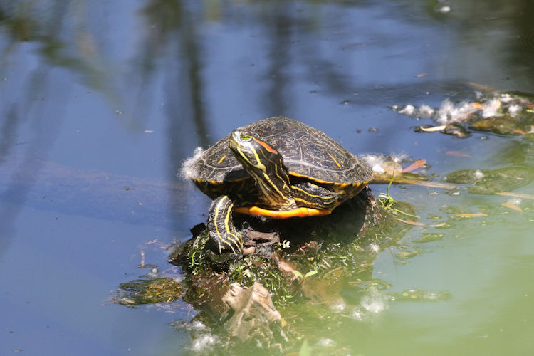 Trachemys scripta: Bild 5