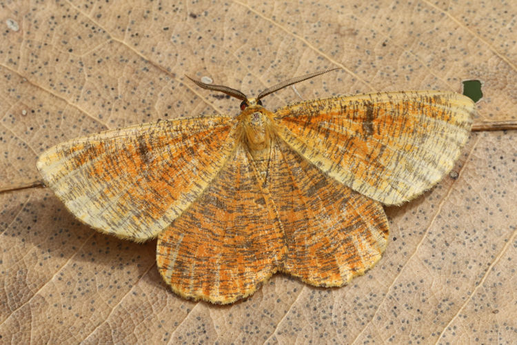 Angerona prunaria: Bild 11