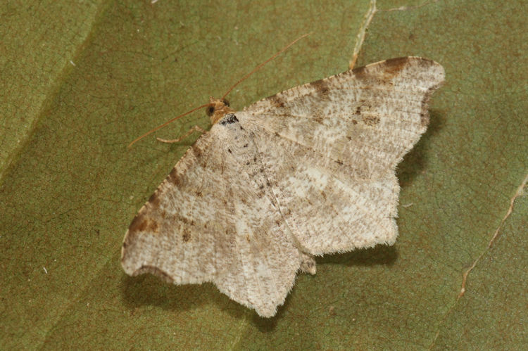 Macaria alternata: Bild 23