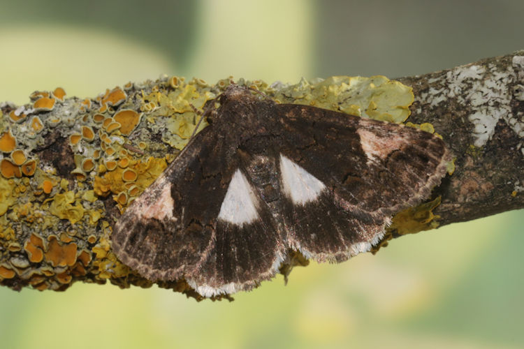 Aedia funesta: Bild 1