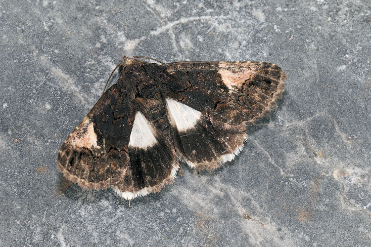 Aedia funesta: Bild 2