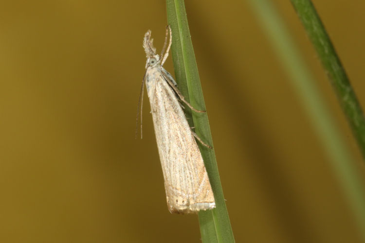 Chrysoteuchia culmella: Bild 3
