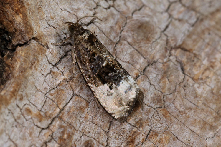 Hedya nubiferana: Bild 3