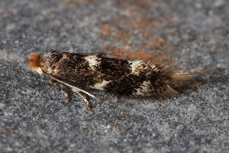 Bucculatrix cidarella: Bild 2