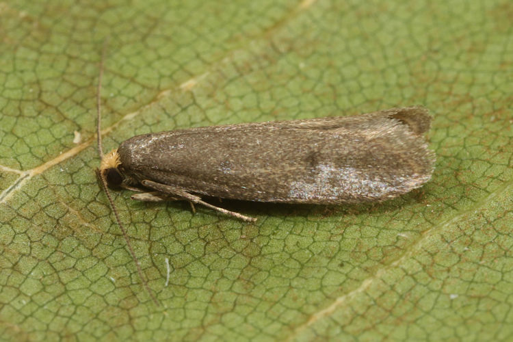 Agnoea langohri: Bild 2