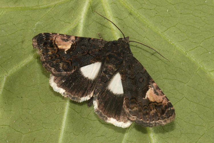 Aedia funesta: Bild 3