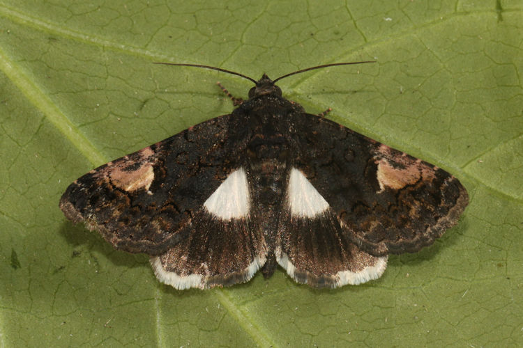 Aedia funesta: Bild 4