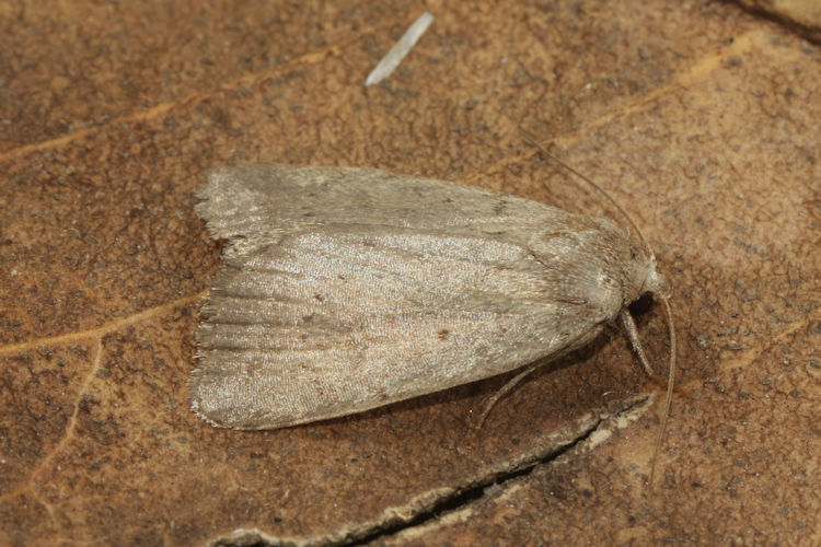 Athetis gluteosa: Bild 7