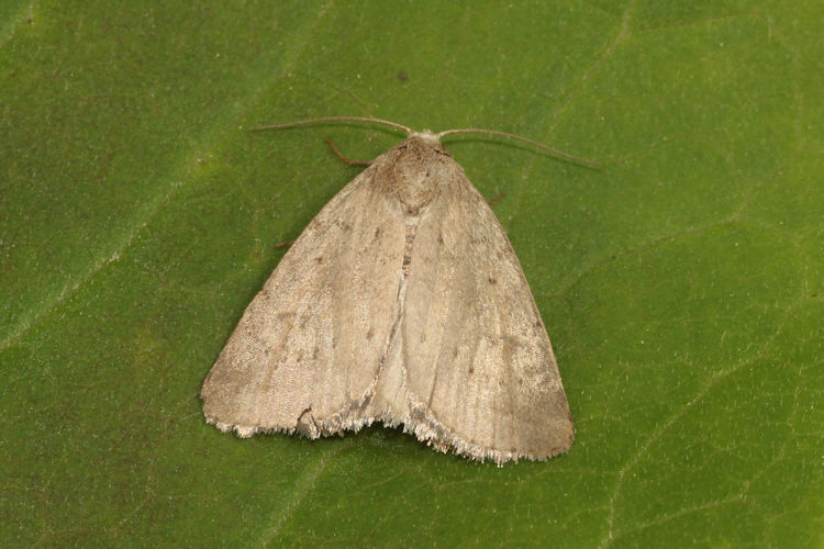 Athetis gluteosa: Bild 8