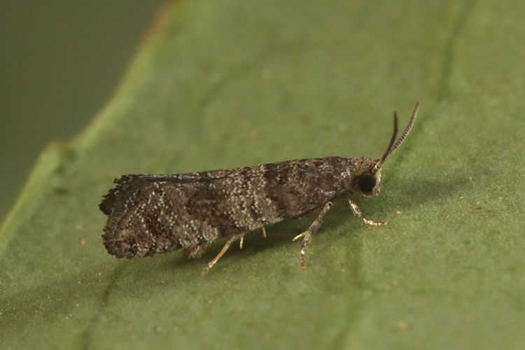 Epinotia nanana: Bild 1