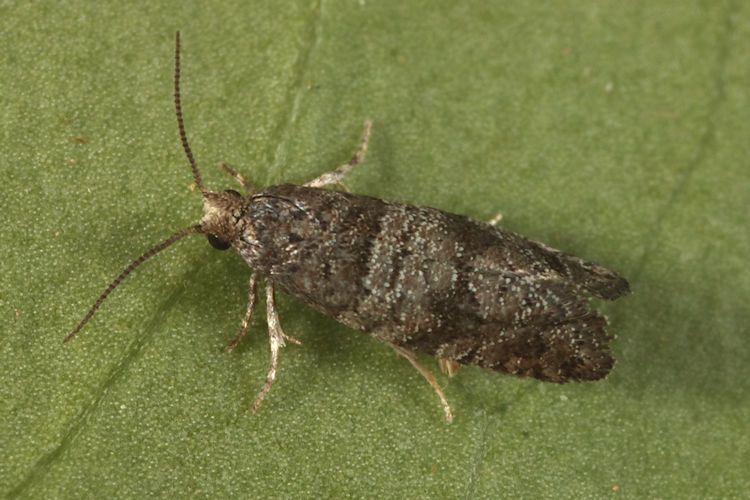 Epinotia nanana: Bild 2