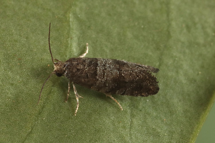 Epinotia nanana: Bild 3