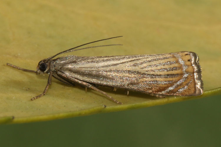 Chrysoteuchia culmella: Bild 4