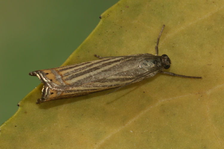 Chrysoteuchia culmella: Bild 5